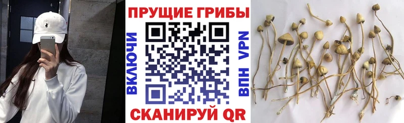 Галлюциногенные грибы Psilocybe  закладки  Севск 
